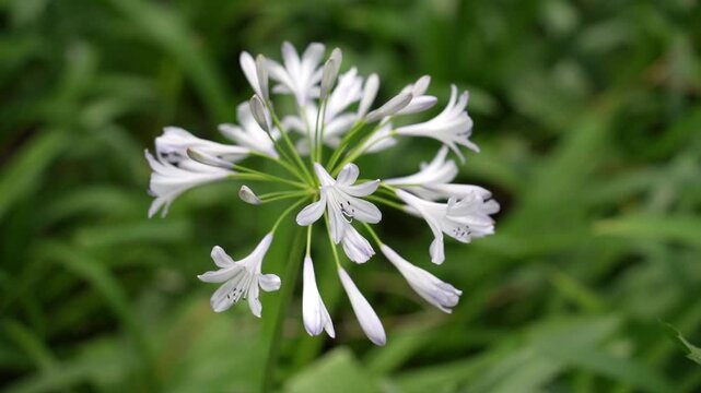 Close up of Agapanthus, which commonly known as lily of the Nile.