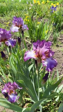 Purple bearded iris flowers blooming in sunny garden bed