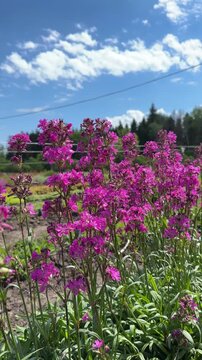 Pink sticky catchfly flowers blooming in sunny garden bed
