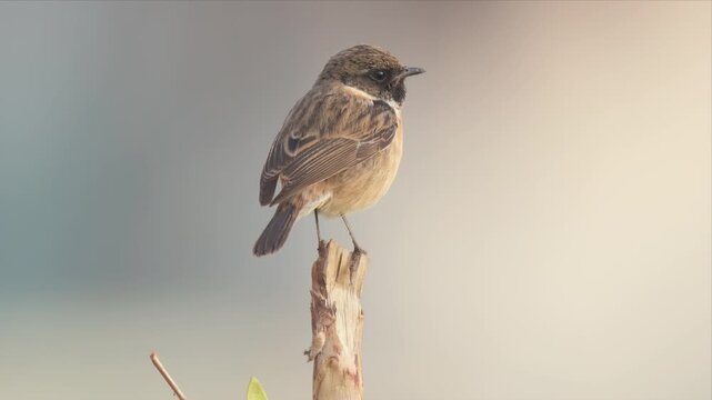 Small Stonechat Bird Perched on Dead Wood Stump Backlit Against Soft Bokeh Background