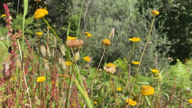 Sunlit field of wild yellow daisies and red sorrel stalks against a blurred forest background.