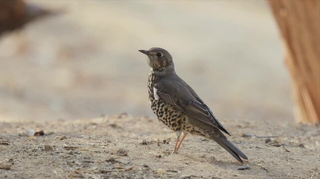 Mistle Thrush Standing Alert on Sandy Rocky Ground in Arid Coastal Environment