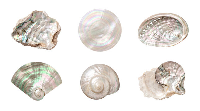 Elegant collection of iridescent mother-of-pearl and abalone shells, shimmering with natural luster.