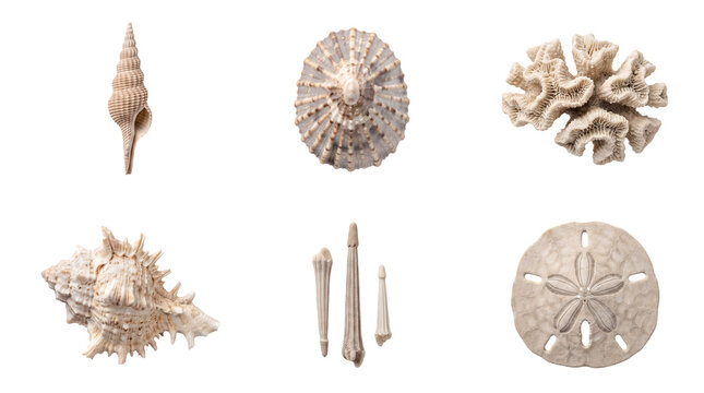 Beautiful assortment of natural seashells, corals, and other sea life specimens, isolated on a transparent background.