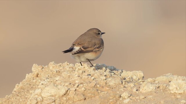 Northern Wheatear Perched on Limestone Rock in Close-Up with Warm Sandy Desert Background