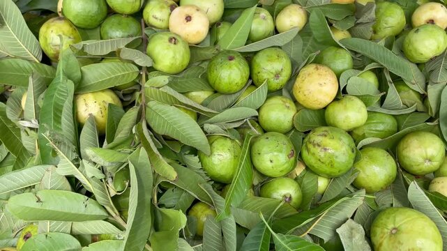 fresh green organic traditional country guavas with leaves at market