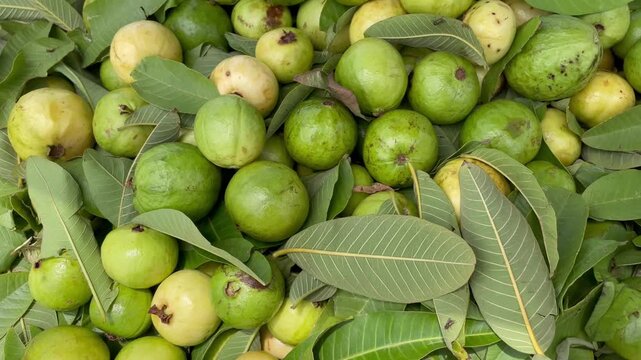 fresh green organic traditional country guavas with leaves at market