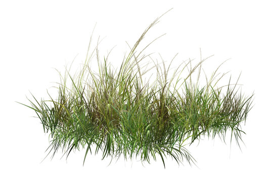 grass isolated on white background/High-quality, sharp isolated clump of green wild grass and weeds on a pure white background. Perfect for architectural rendering, landscape design