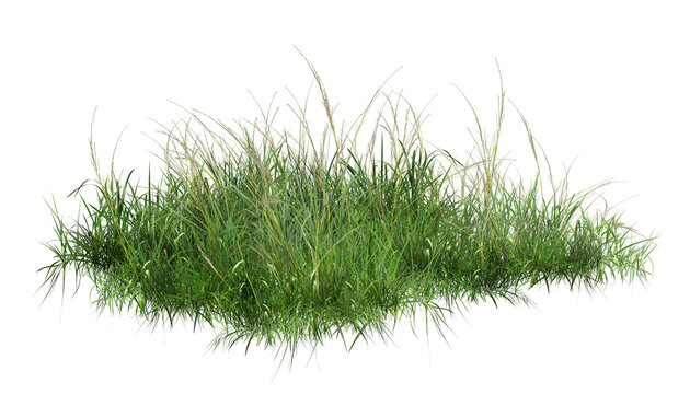 grass isolated on white background/Ultra-sharp, high-resolution isolated clump of dense green wild grass and weeds on a pure white background. Ideal for architectural visualization, landscape design