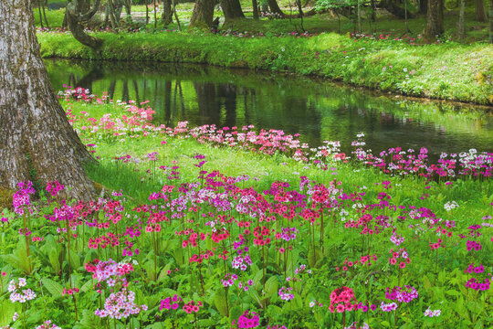 水辺の花 画 水辺の花」の写真素材 | 27,925件の無料イラスト画像 | Adobe Stock