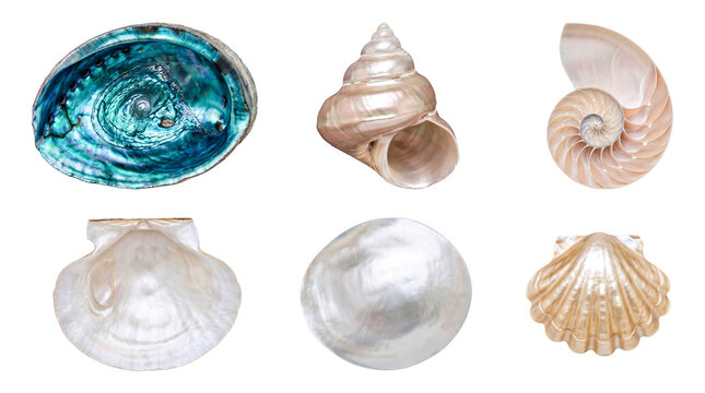 Diverse collection of iridescent abalone, nautilus, and clam shells, showcasing natural beauty and varied textures.