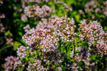 Fototapeta premium Bees gather nectar from small flowers in a green garden during a sunny day in spring