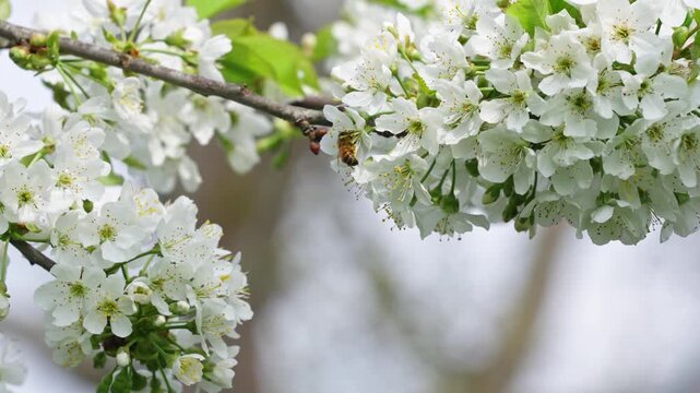 Bees pollinate clusters of white cherry blossoms on a tree branch in spring daylight