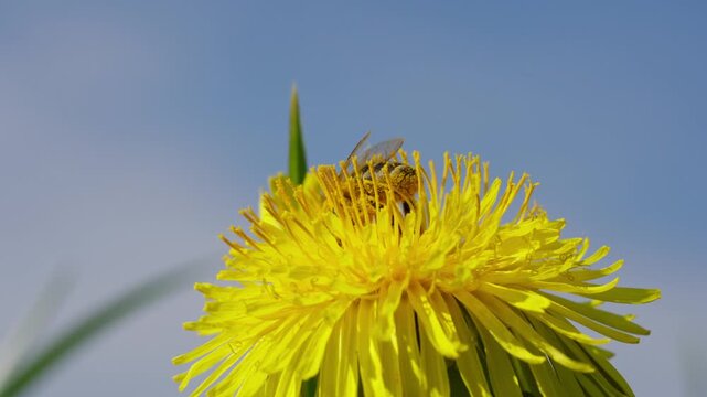 Wild bee collects pollen on a blooming dandelion under clear blue sky in spring