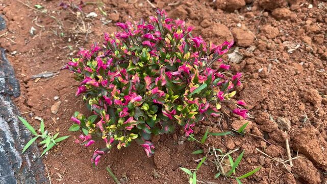 Beautiful ornamental plant with red and green leaves growing on dry soil