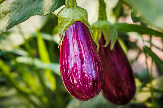 Growing eggplants in a garden during the summer season under natural sunlight
