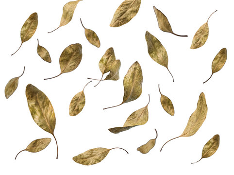Dry autumn leaves in shades of gold and brown gracefully floating on a transparent background.