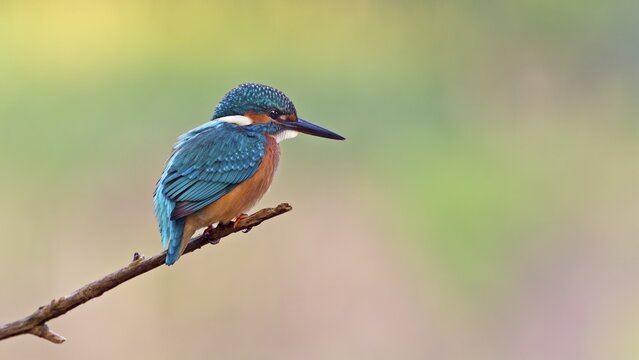 Kingfisher (Alcedo atthis), young bird on perch, Middle Elbe, Saxony-Anhalt, Germany