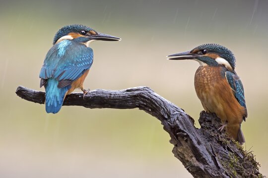 Kingfisher (Alcedo atthis), young birds in the rain, Middle Elbe, Saxony-Anhalt, Germany