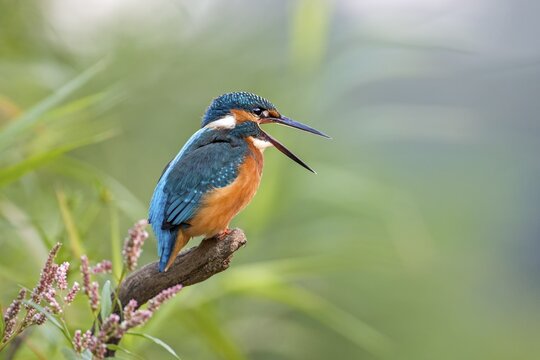 Kingfisher (Alcedo atthis), young bird regurgitating a pellet, Middle Elbe, Saxony-Anhalt, Germany