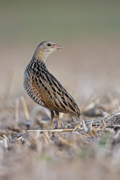 Corncrake (Crex crex), listenting to a rival's song, Middle Elbe region, Saxony-Anhalt, Germany
