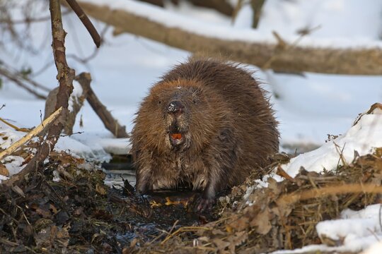 European Beaver (Castor fiber), foraging, winter, snow, diurnal, Middle Elbe, Saxony-Anhalt, Germany