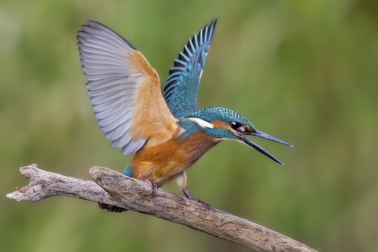 Kingfisher (Alcedo atthis), young male, threatening, Middle Elbe, Saxony-Anhalt, Germany