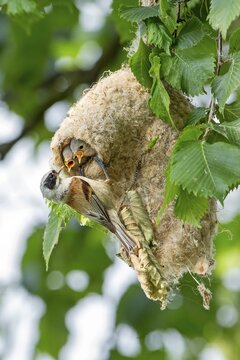 Eurasian Penduline Tit (Remiz pendulinus), adult feeding young tits in nest, Middle Elbe Biosphere Reserve, Saxony-Anhalt, Germany
