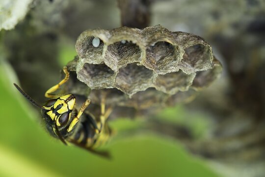 Common Wasp (Vespula vulgaris), brood comb with egg, Saxony-Anhalt, Germany