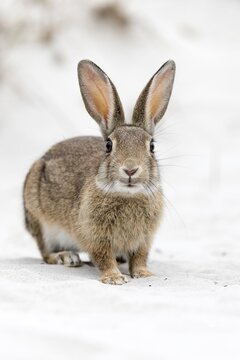 European rabbit (Oryctolagus cuniculus) in Sand Dune, National Park Vorpommersche Boddenlandschaft, Mecklenburg-Western Pomerania, Germany