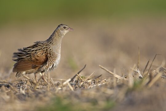 Corncrake (Crex crex), preening, Middle Elbe region, Saxony-Anhalt, Germany