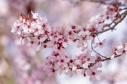 Ornamental cherry (Autumnalis Rosea) fruit blossom, pollination in spring, insect food, summer feeling, sunshine, fragrance, petals, biosphere reserve, Saxony-Anhalt, Germany