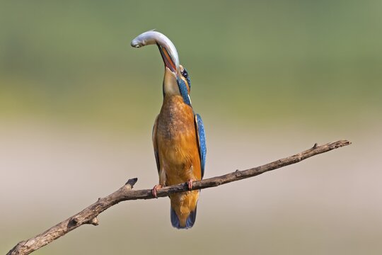Kingfisher (Alcedo atthis), young bird with a caught fish, Middle Elbe, Saxony-Anhalt, Germany