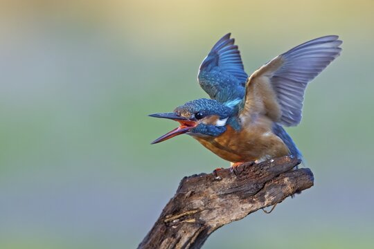 Kingfisher (Alcedo atthis), female, threatening, Middle Elbe, Saxony-Anhalt, Germany