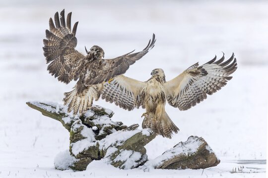 Common buzzard (Buteo buteo) Interaction of two birds of prey, food competitor, spreading wings, bird of prey, foraging, snow and frost, winter landscape, floodplain landscape, floodplain meadows, UNESCO World Heritage Site, Elbe River Landscape Biosphere Reserve, Saxony-Anhalt, Germany