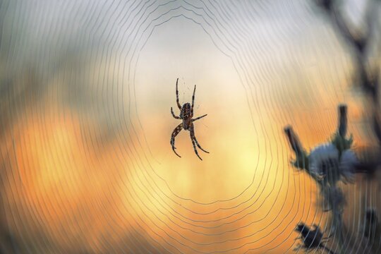 Cross spider (Araneus), garden cross spider (Araneus diadematus) wheel web, garden cross spider, autumn time, Indian summer, spider web, sticky-elastic thread, backlight, dawn, gardening, crawling spider, insect predator, Middle Elbe Biosphere Reserve, Saxony-Anhalt, Germany