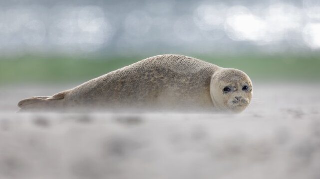 Harbor seal (Phoca vitulina) on the beach, North Sea island Helgoland, Schleswig-Holstein, Germany