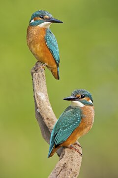 Kingfisher (Alcedo atthis), young birds, Middle Elbe, Saxony-Anhalt, Germany