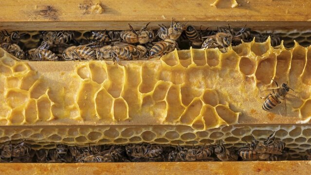 Western honey bee (Apis mellifera) fruit blossom, honeycomb, beehive, petals, honey bee, beekeeper, organic honey, health, food, pollination, mass harvest, fruit tree, organic shop, bee diseases, biosphere reserve, varroa mite, Saxony-Anhalt, Germany