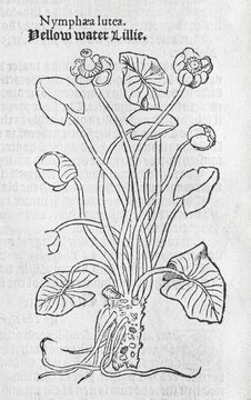Water lilies (Nymphaea), woodcut, from A new herbal or historie of plants by Rembert Dodoens (1516-1585), London, England, 1578
