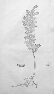 Artemisia pontica, Roman wormwood (Artemisia pontica), woodcut by Leonhart Fuchs, from New Kre&uuml;terbuch, neues Kr&auml;uterbuch, Michael Isingrin, Basel, Switzerland, 1543