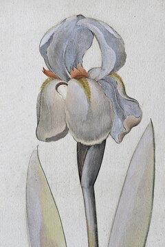 Irises (Iris), Illyrica, hand-coloured copper engraving by Basilius Besler, from Hortus Eystettensis, 1613