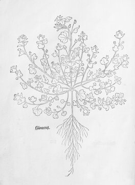 Ivy-leaved speedwell (Veronica hederifolia), woodcut by Leonhart Fuchs, from New Kre&uuml;terbuch, neues Kr&auml;uterbuch, Michael Isingrin, Basel, Switzerland, 1543