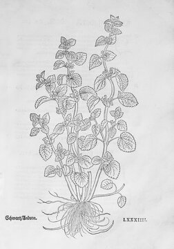 Black nettle (Ballota nigra), woodcut by Leonhart Fuchs, from New Kre&uuml;terbuch, neues Kr&auml;uterbuch, Michael Isingrin, Basel, Switzerland, 1543