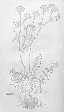 Berula erecta (Berula erecta), woodcut by Leonhart Fuchs, from New Kre&uuml;terbuch, neues Kr&auml;uterbuch, Michael Isingrin, Basel, Switzerland, 1543