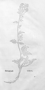 Wild cress, Rorippa sylvestris, woodcut by Leonhart Fuchs, from New Kre&uuml;terbuch, neues Kr&auml;uterbuch, Michael Isingrin, Basel, Switzerland, 1543