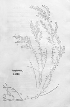 Genista germanica (Genista germanicus), woodcut by Leonhart Fuchs, from New Kre&uuml;terbuch, neues Kr&auml;uterbuch, Michael Isingrin, Basel, Switzerland, 1543
