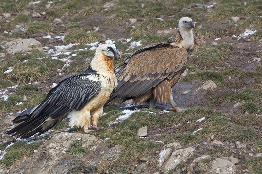 Bearded Vulture (Gypaetus barbatus), Griffon Vulture (Gyps fulvus), Pyrenees, Spain
