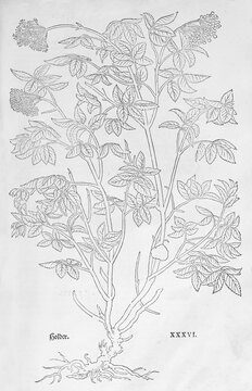 Ammi majus (Ammi majus), woodcut by Leonhart Fuchs, from New Kre&uuml;terbuch, neues Kr&auml;uterbuch, Michael Isingrin, Basel, Switzerland, 1543