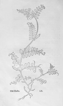 Vetch (Vicia sepium), woodcut by Leonhart Fuchs, from New Kre&uuml;terbuch, neues Kr&auml;uterbuch, Michael Isingrin, Basel, Switzerland, 1543